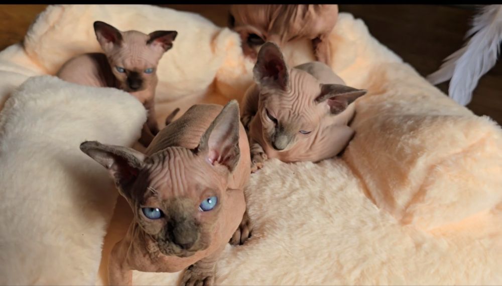 Kot sfinks przepiękny z niebieskimi oczkami