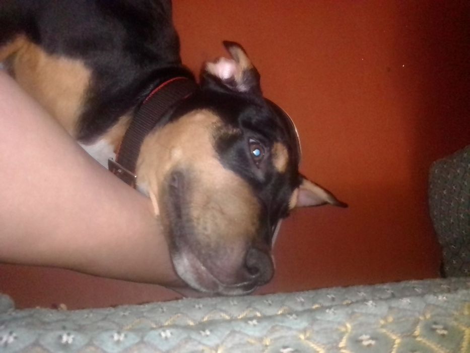 Продам щенка Ам Стафа 5 месяцев к выгулу приучин команды знает .