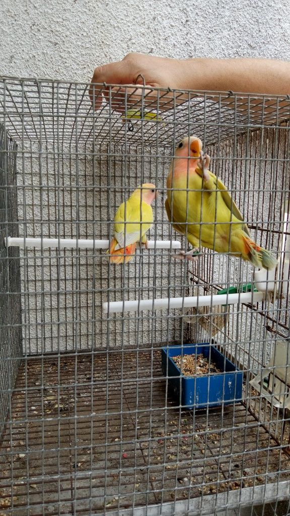 Cedo agapones para futuros casais