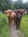 Sprzedam byczka i jałówkę rasy mięsnej Highland Cattle - bydło szkocki