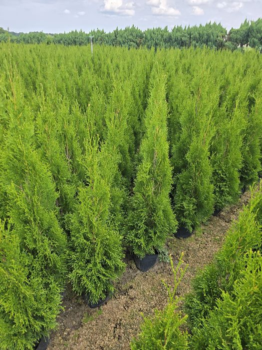 Tuja Smaragd 120 cm Dostawa gratis tuje 100 brabant szmaragd Suwałki