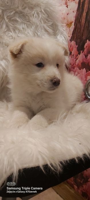 Border collie piesek szczeniaczek