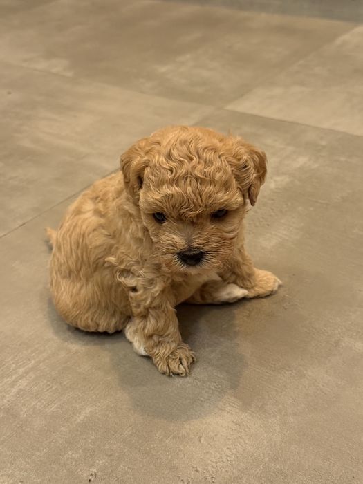 Maltipoo suczka F1 z rodowodem,badania genetyczne