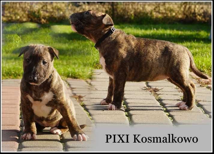 bulterier po championach, ZKwP, FCI, bullterrier standard