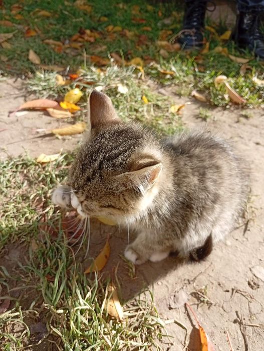 Віддам кошенят в добрі руки