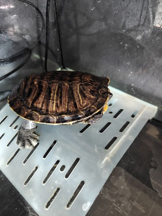 Żółw wodno lądowy