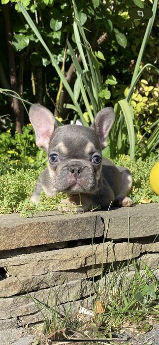 Голубой мальчишка мини француз