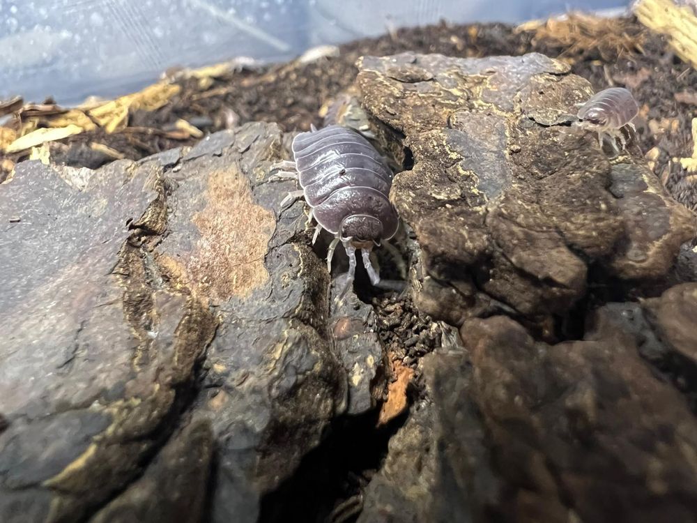 Terrarium Isopody Porcellio Laevis Black Gekon Ekipa Sprzątająca