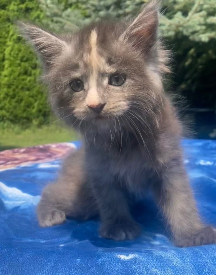 Maine Coon -Niebieska  Dymna Szylkretka!