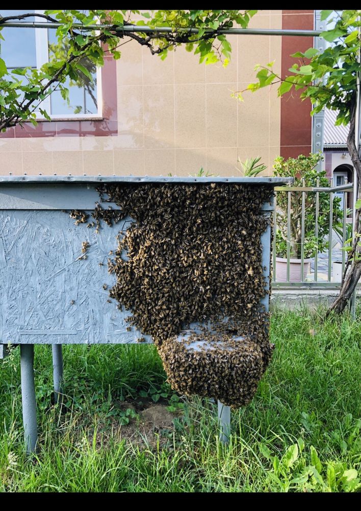 Продам бджолопакети