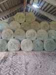 Siano w belach 120x120, tegoroczne!!