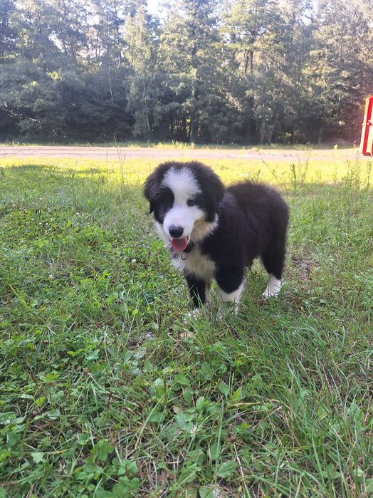 Border collie szczeniak gotowy do odbioru szuka domu