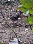 Sprzedam koguta Marans