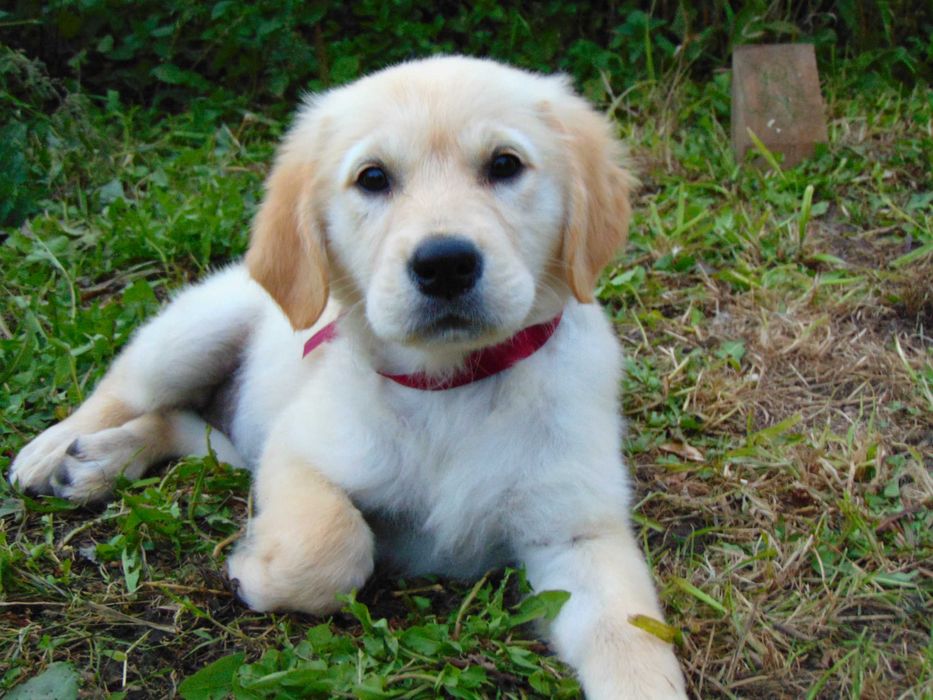 Golden Retriever*Śliczna złota suczka*10 tygodniowa
