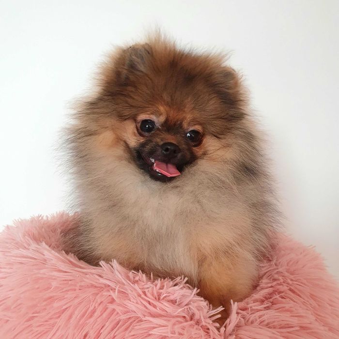 Pomeranian /suczka FCI