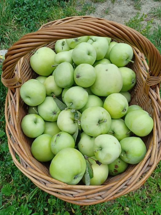 Drzewka owocowe w donicy