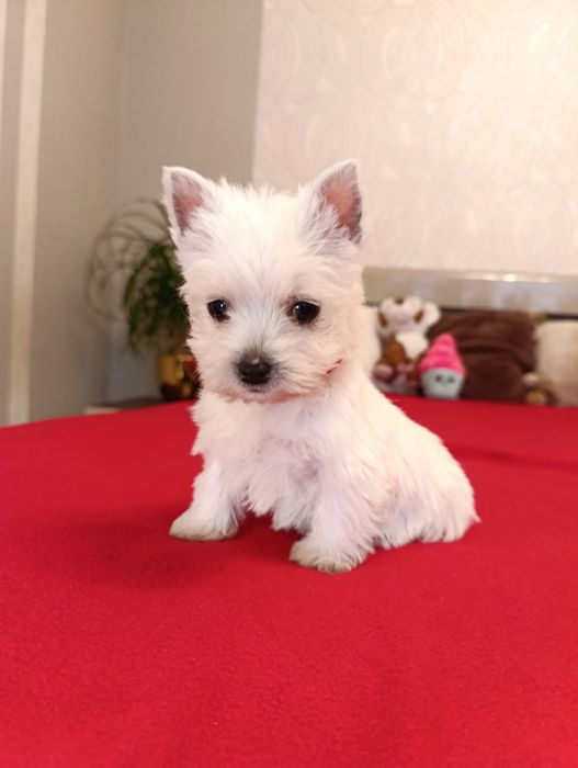 West Highland White Terier suczka z rodowodem