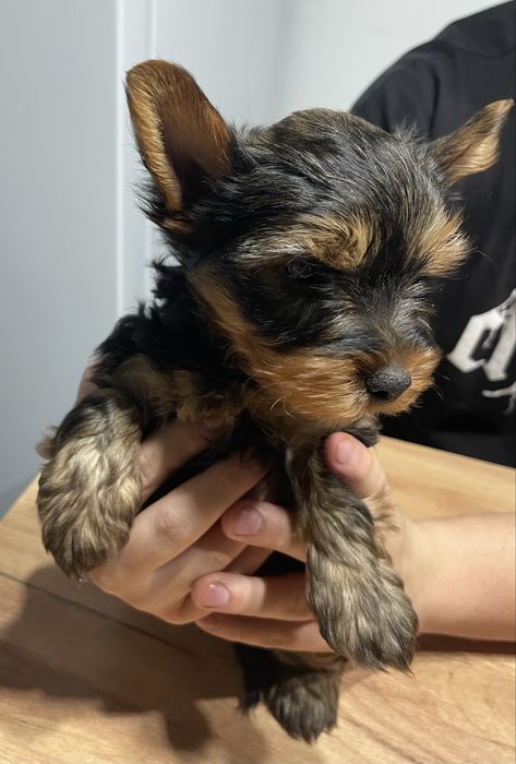 Yorkshire Terrier