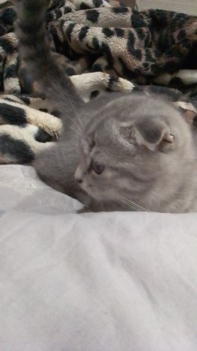 Продам шотландське кошеня.