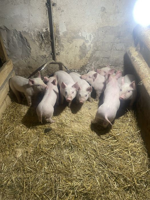 Продам поросят місячних