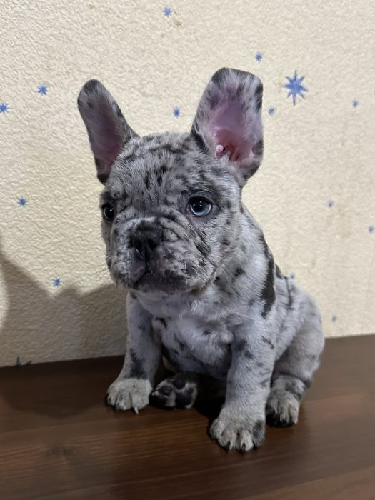 Щенки французкого бульдога
