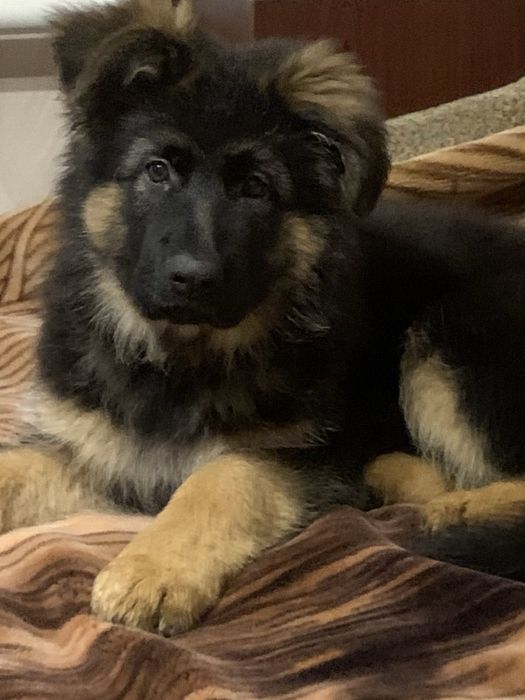 Цуценя довгошерстої німецької вівчарки шукає люблячу родину