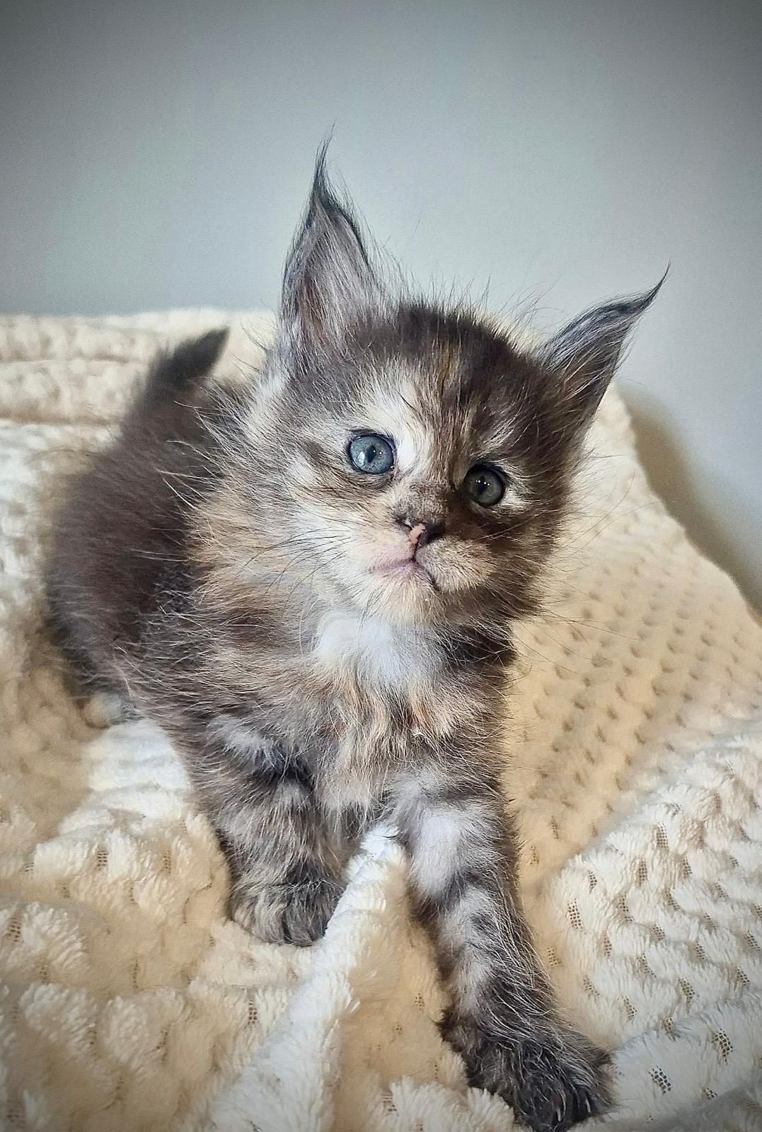 Cudowna kotka maine coon!!
