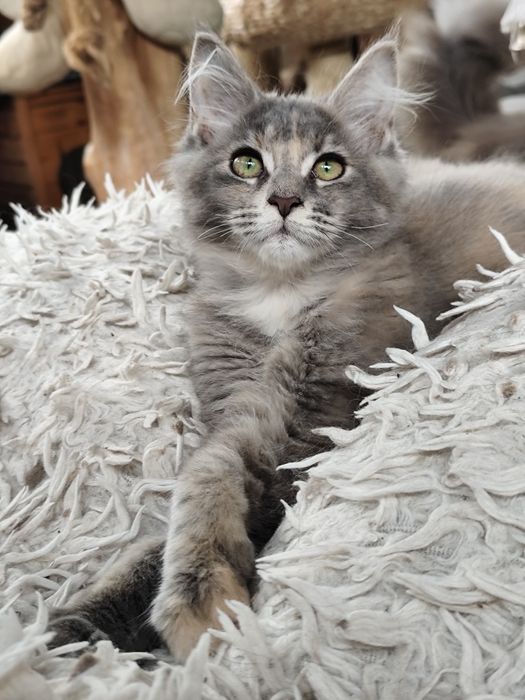 Śliczna szylkretowa koteczka  Maine Coon LATIKA Ashantu*PL