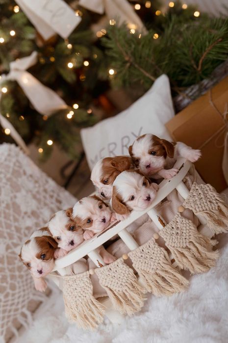 Cavalier King Charles Spaniel