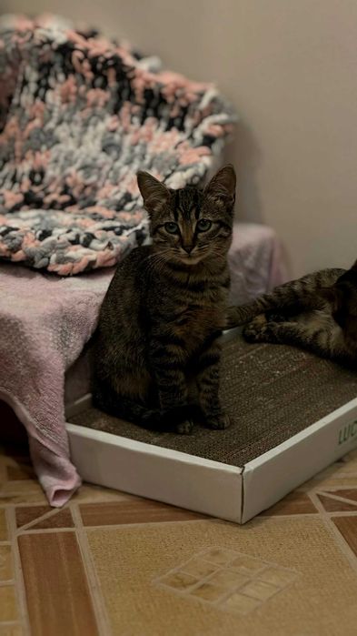 Кошенята в добрі руки | коти | кішки