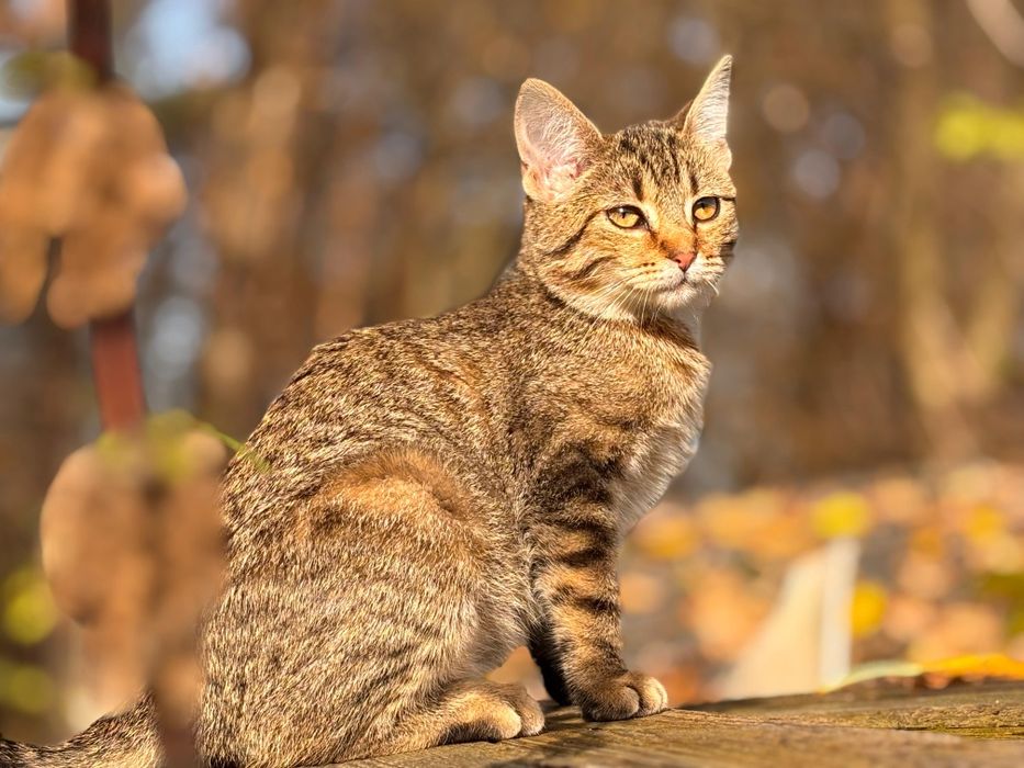 Koty bezdomniaki oddam