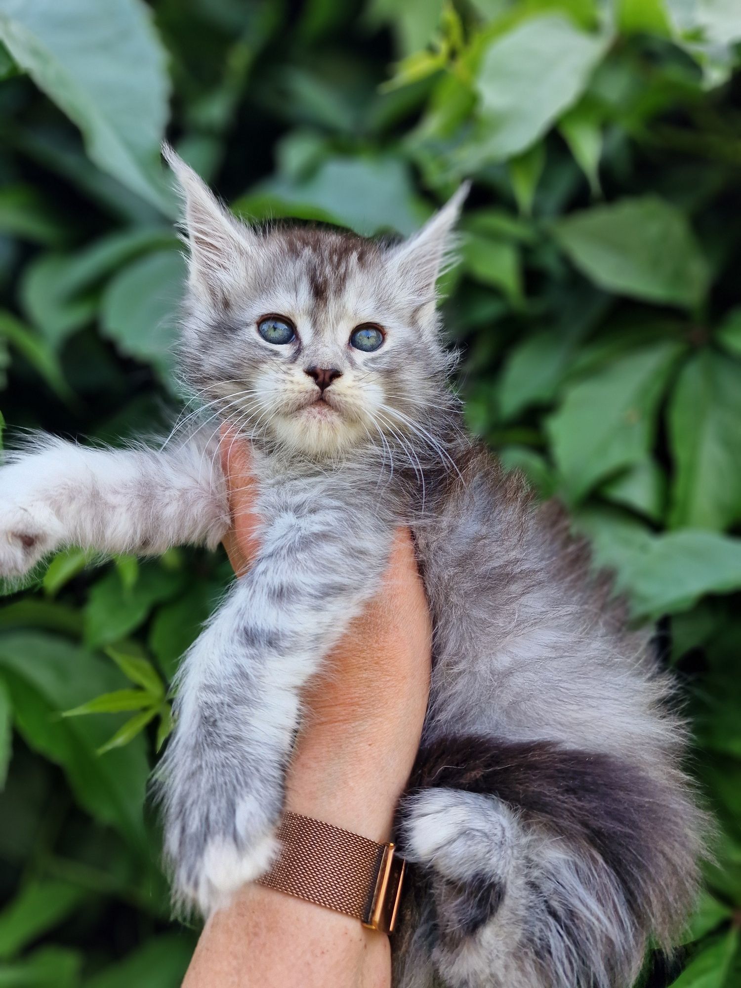 Maine Coon kotka kocieta