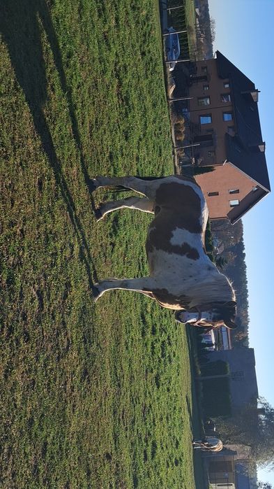 Klacz srokata zaprzegana