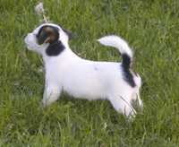 Jack Russell Terrier- suczka gładka FCI