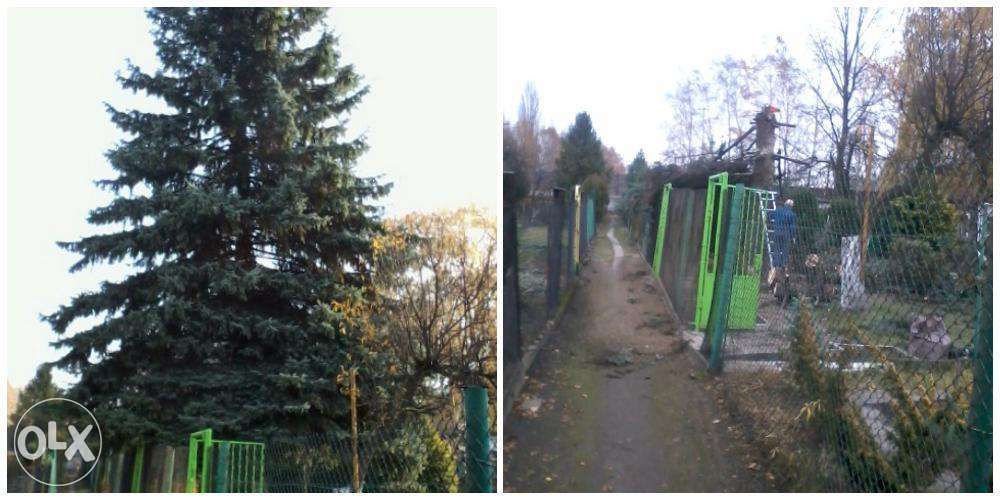 Wycinka drzew, Twój Drwal!