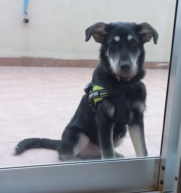 FOX, 5 meses, para adoção muito responsável!