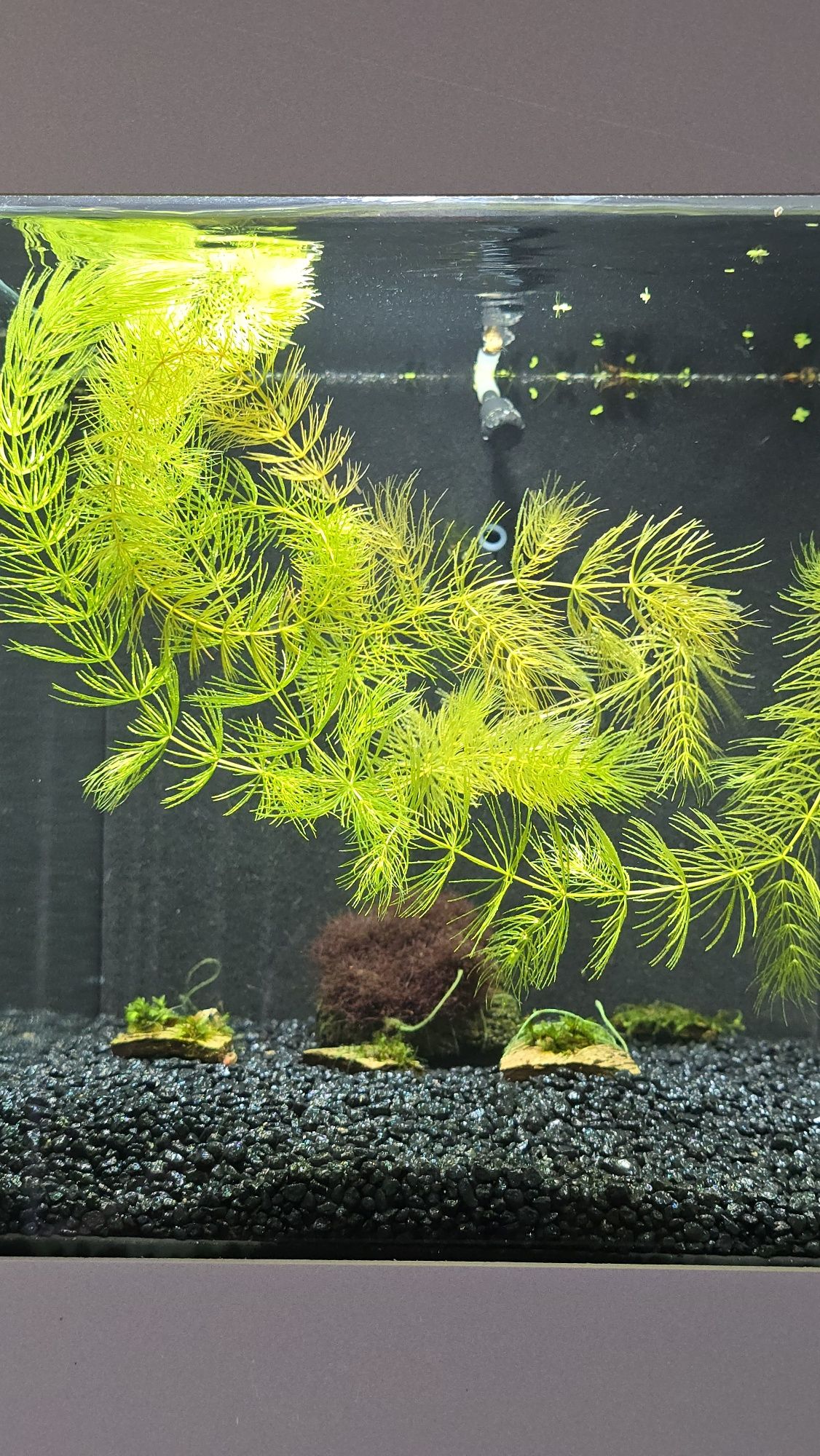 Red Moss -Caloglossa sp.becarii