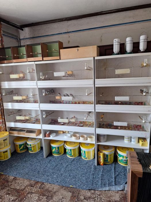 Kanarki agat czerwono pierśny