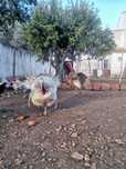 Ovos de peru castanhos e pretos