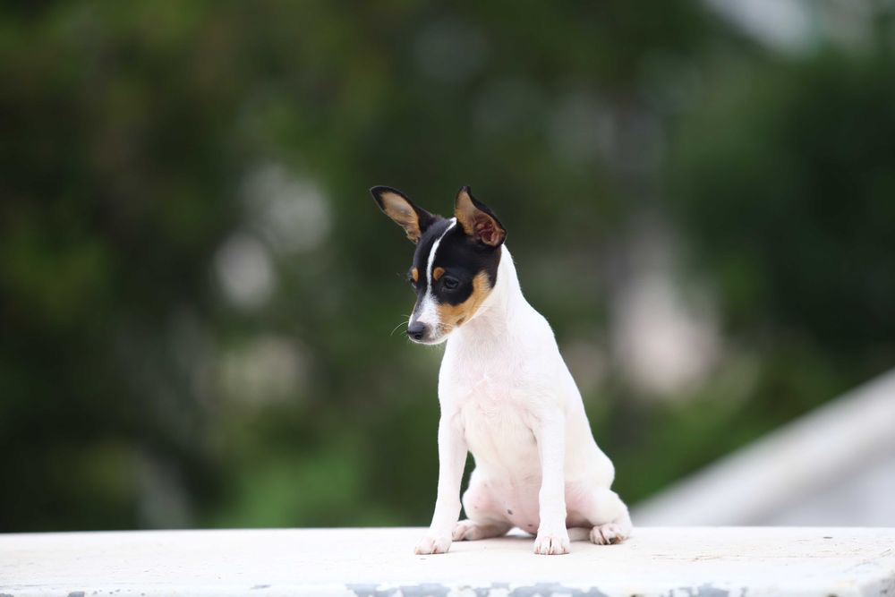 Американський той-фокстер'єр. Цуценята.