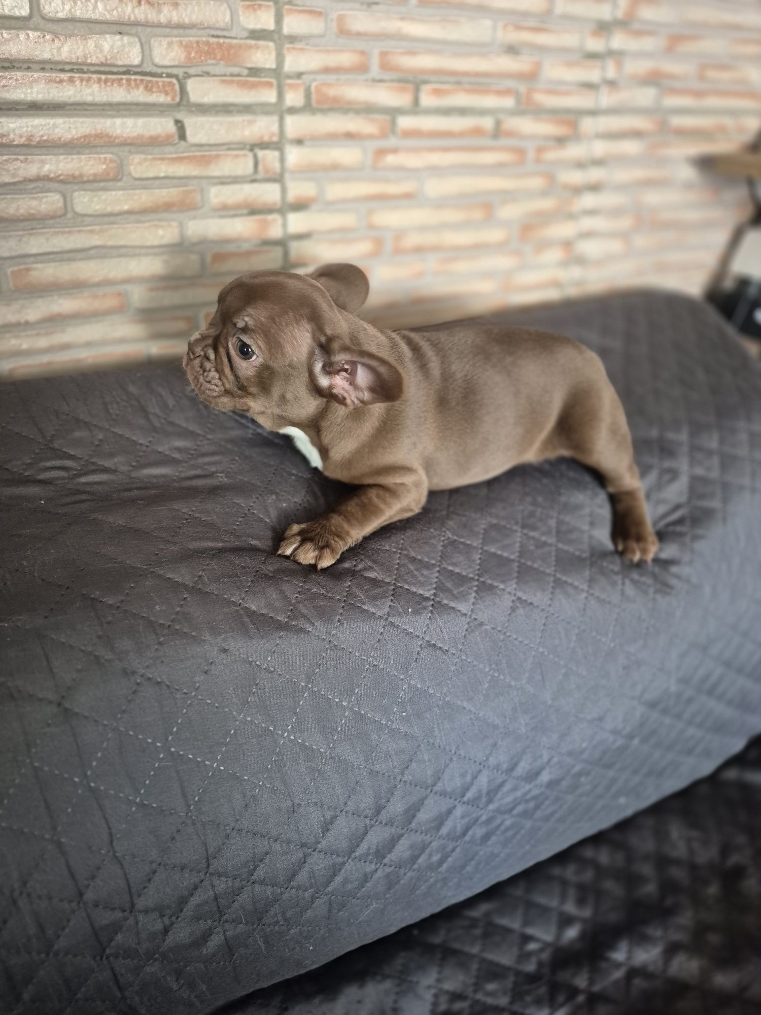Bulldog Francês Fêmea Criadora Registada PT 3088FL