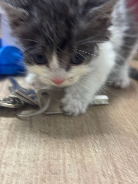 Віддаю котенят в хороші руки