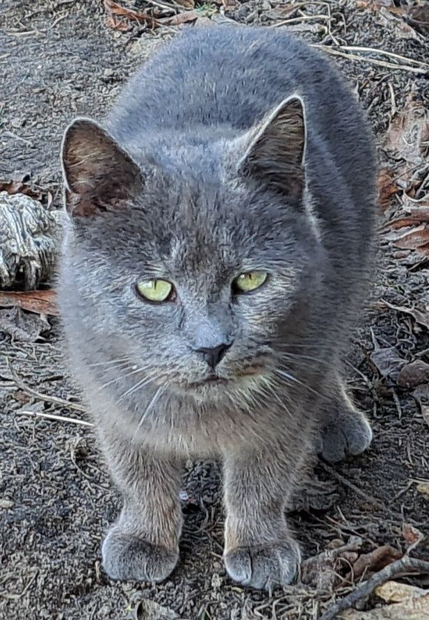 Pięknie, niebieskie szylkretki do adopcji