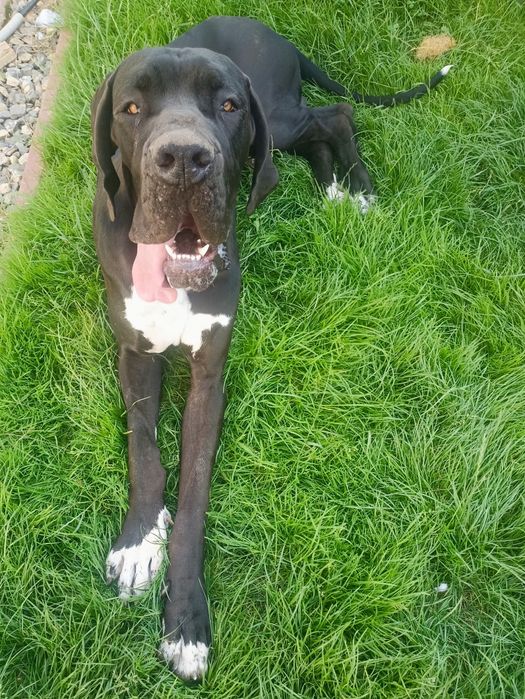 Dog Niemiecki roczny piesek