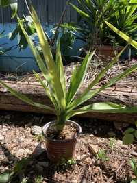 Catos interior ou exterior planta yucca