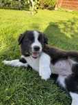 Szczeniak Suczka Border Collie ZKWP FCI Klasyczne Ubarwienie