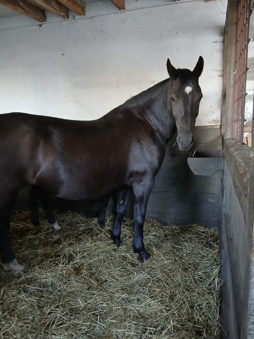 Sprzedam klacz śląską