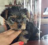 Yorkshire terrier