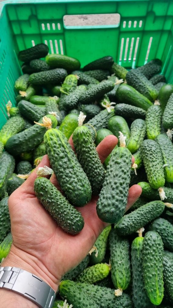 Warzywa świeże,  ogorek gruntowy, salatkowy, od rolnika