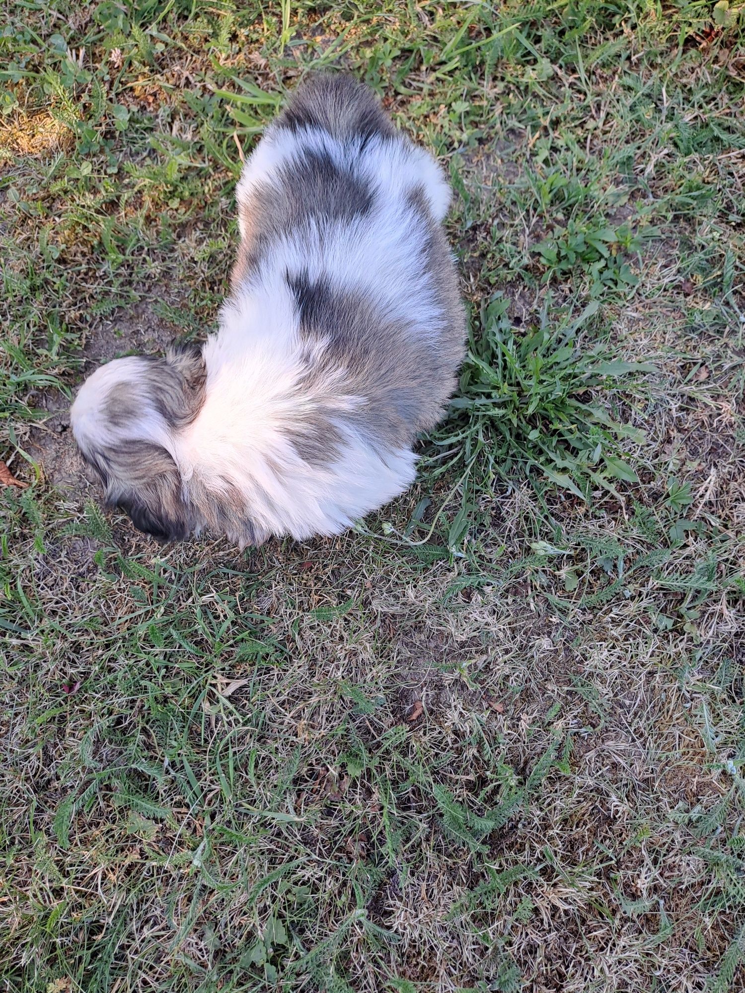 Shih-tzu słodziak sunia